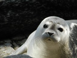 Foca (2)